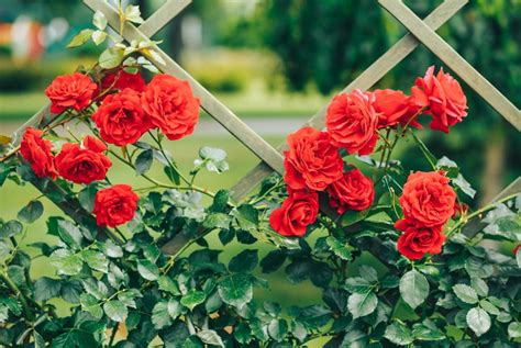 爬藤玫瑰種植|如何种好爬藤玫瑰 Climbing rose